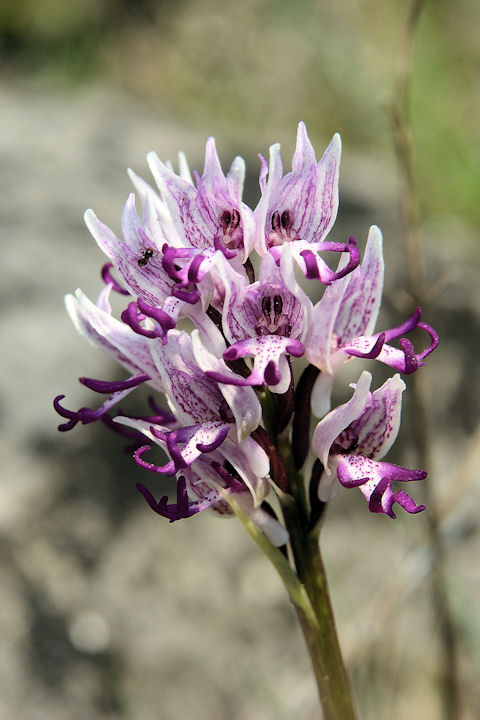 Orchis simia